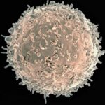 Lire la suite à propos de l’article Un nouvel anticorps prometteur découvert chez des patients « contrôleurs »